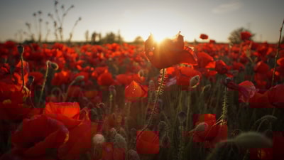 Poppy Remembrance
