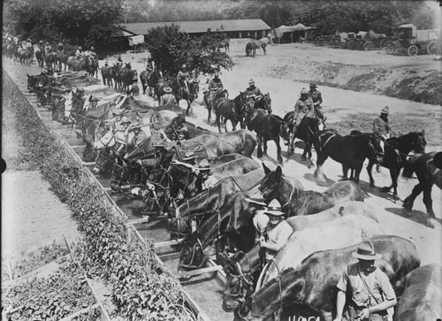 New Zealand Horses And Troops At A Watering Point In Louvencourt France During World War 1 21038144884