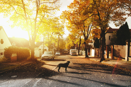 Residential street with dog