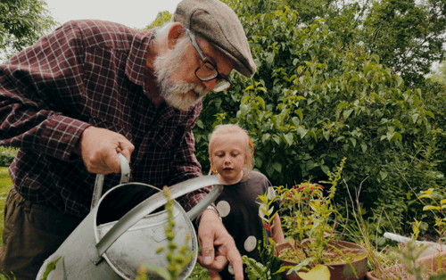 Elderly man and child gardening
