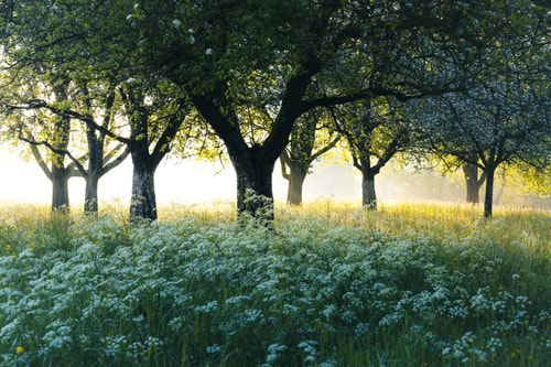 Trees with light and grass