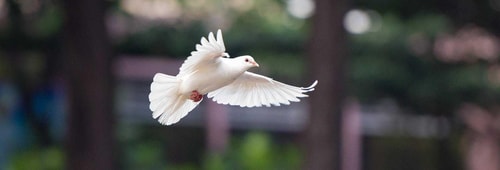 Bird gd14a4ef96 1920