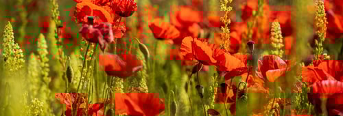 Nick fewings Vi C1y C Mvf XE unsplash