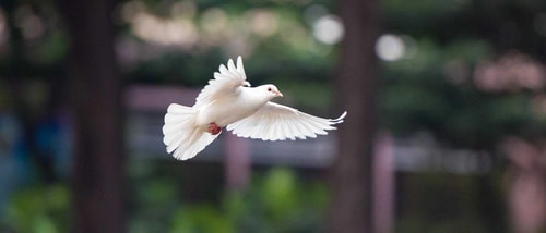 Bird gd14a4ef96 1920