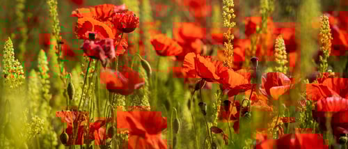 Nick fewings Vi C1y C Mvf XE unsplash