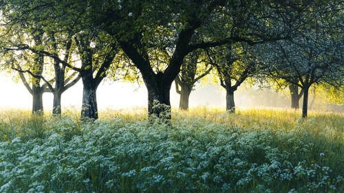 Trees with light and grass