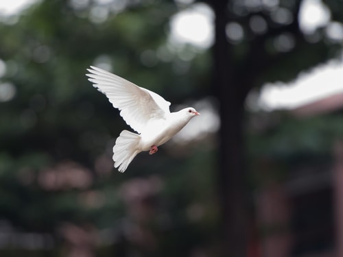 Bird g611745818 1920
