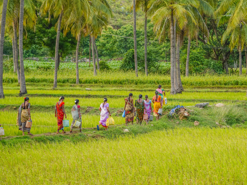 Women walking in Indian village