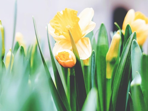 Tim gouw 4l9qm F Imnn I unsplash