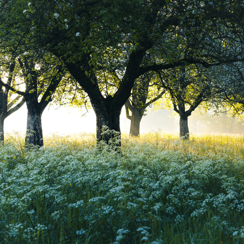 Trees with light and grass